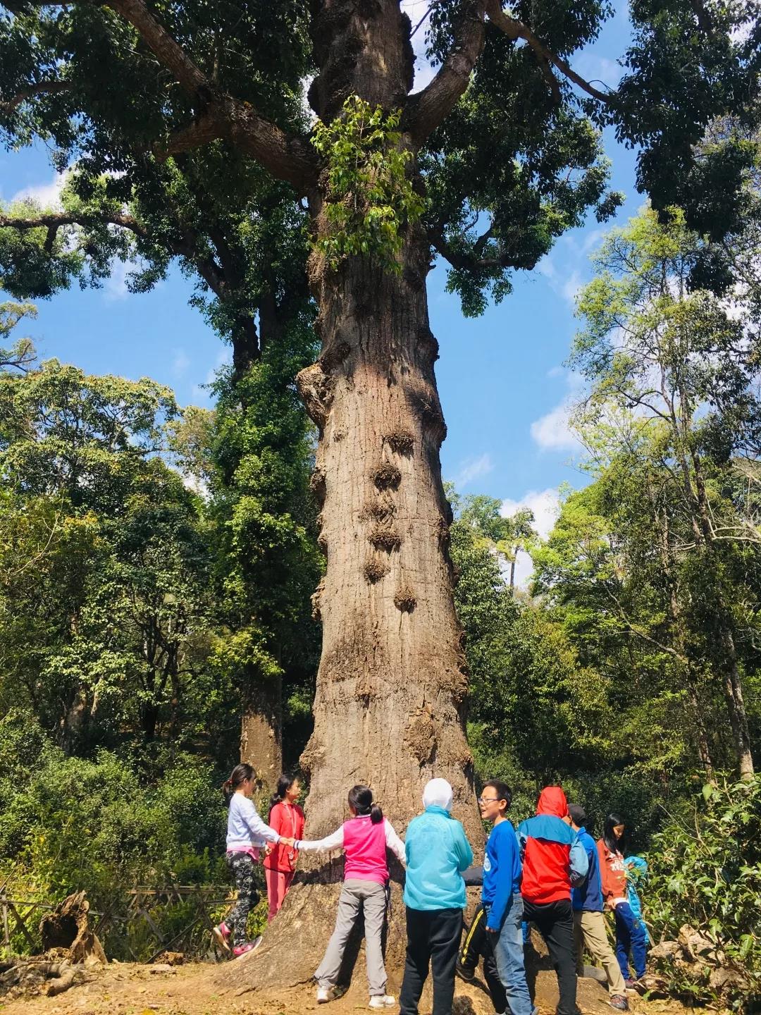 西雙版納研學夏令營